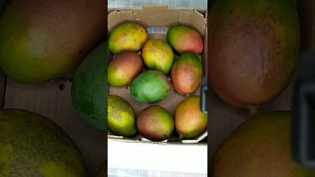 Манго - это очень полезный фрукт, с безумно ярким вкусом смотреть онлайн