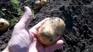 Как вырастить высокий урожай картофеля без удобрений