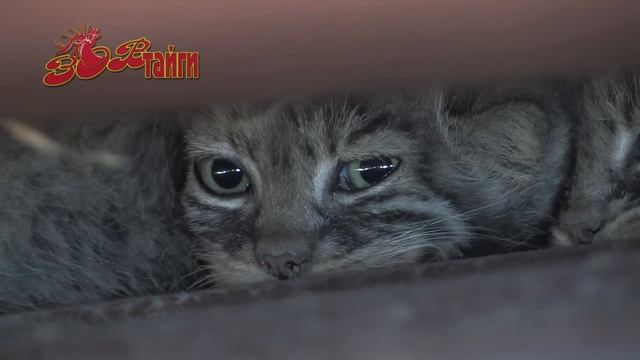 Манул. Новое жилье смотреть онлайн