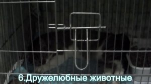 10 причин взять кошку из приюта