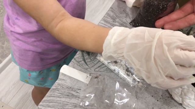 Как посадить суккулент в горшок?сажаем и все показываем!!! смотреть онлайн