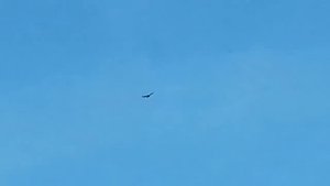 Красивое парение пары Орлов в небе Кодыма-Ивашков