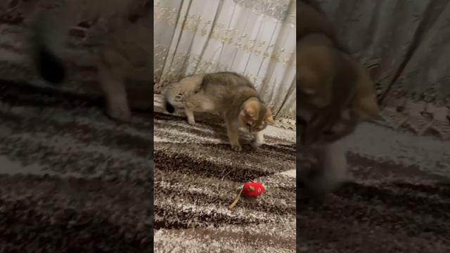 Настоящие игры😂😂😂 #залетайвтренды #любимыйкот #аксель #скотишстрайт #врекомендации #врек