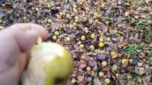 Японские груши НАШИ сорта Шин Ли(pear Shin Li), Иншу (Inshu) и Секуи (Sekui). Сбор урожая