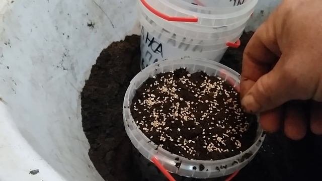 Часть 1. Эксперимент.Сажаем семена ремонтантной малины Зюгана из зеленых ягод.