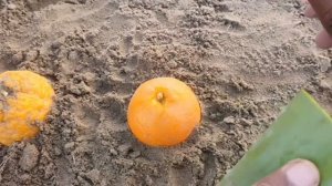 Вырастите лимонное дерево из лимона - Апельсиновое дерево из апельсина  #w23 #лимончики