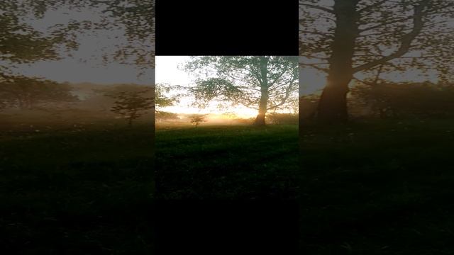 Потрясающее утро в Сибирском лесу
