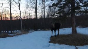 Молодая самка лося и квадрокоптер