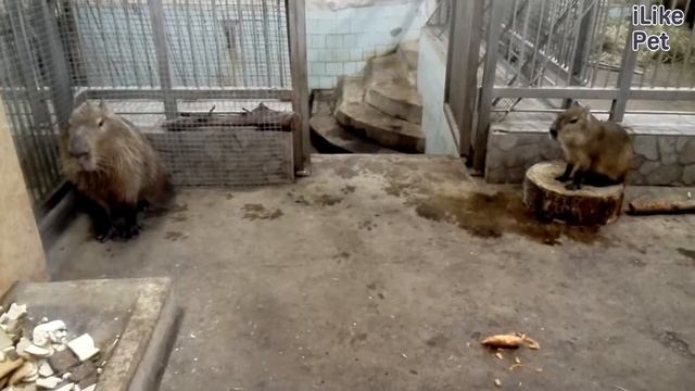 Капибара на ilikepet смотреть онлайн
