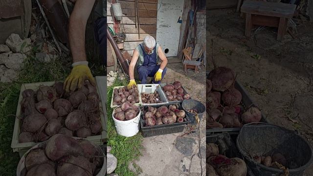 СВЕКЛА - убрали и остались довольны....