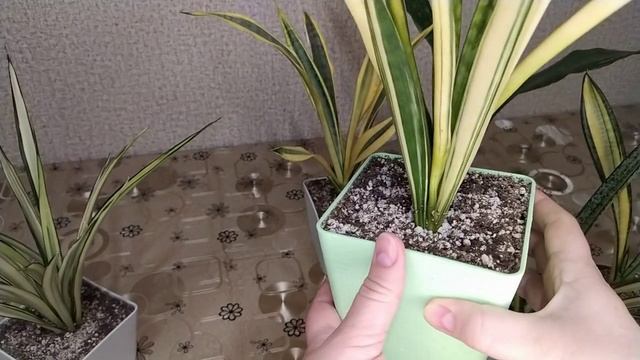 Сансевиерии Еще одна порция красоты