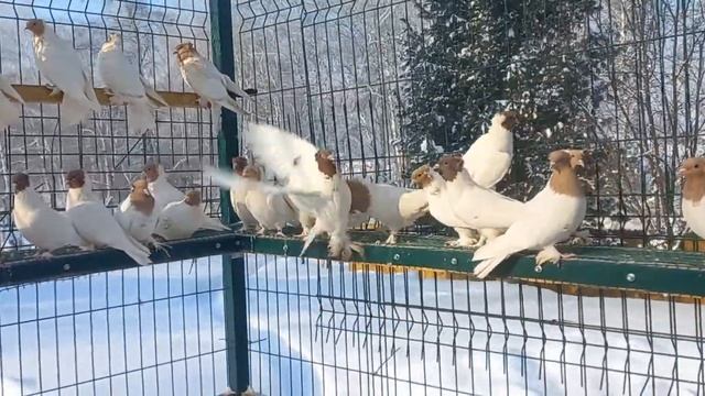 Жёлтоголовые, красноголовые / Iranian, Baku pigeons смотреть онлайн