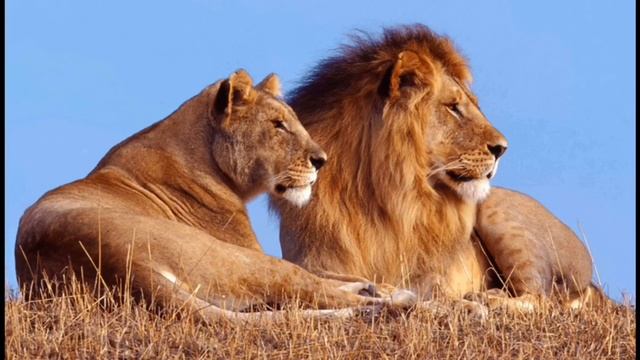 Арыстан туралы малимет смотреть онлайн