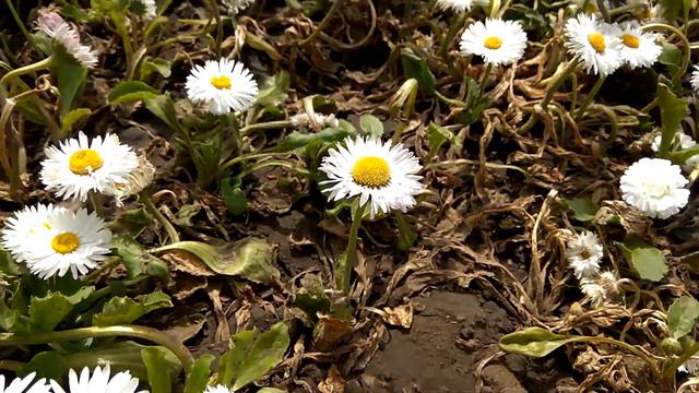 1 мая. Дары и таланты. Ежедневник ВДА смотреть онлайн