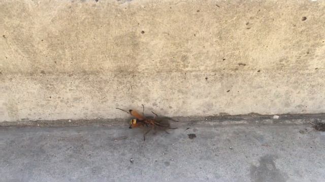 оса поймала паука