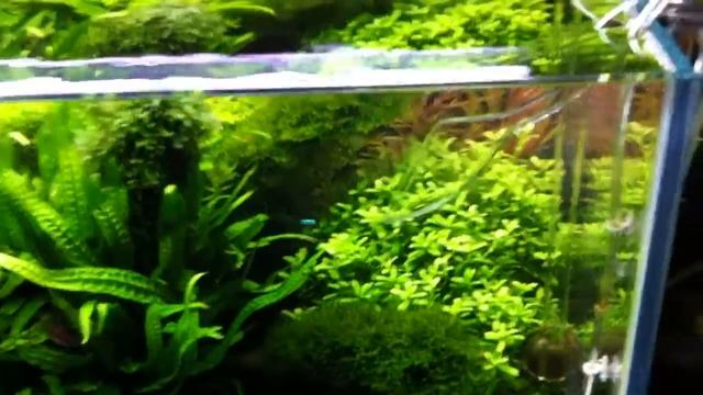 Tropica. смотреть онлайн