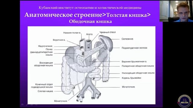 Анатомия толстого и тонкого кишечника смотреть онлайн