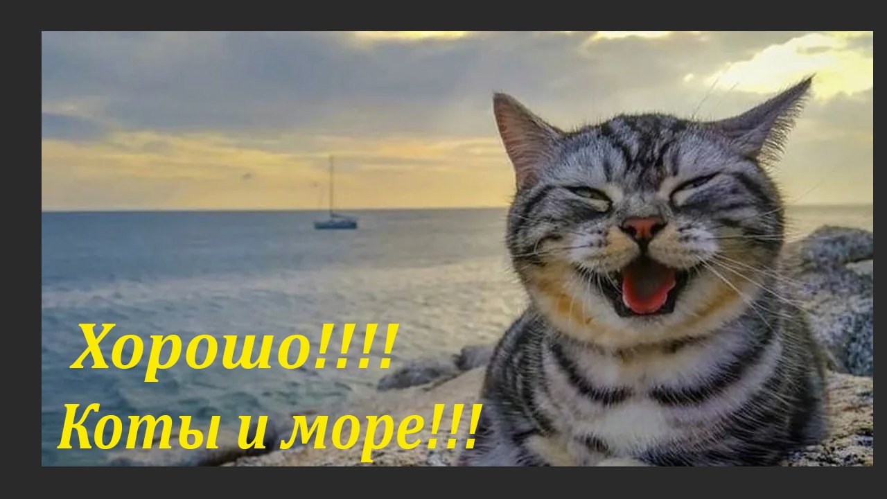 Коты и море! ?ЛАЗАРЕВСКОЕ СЕГОДНЯ?СОЧИ.