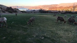 Native Big Horn Sheep of the Mojave Desert in Las Vegas