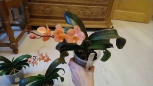 Орхидея Irene Dobkin