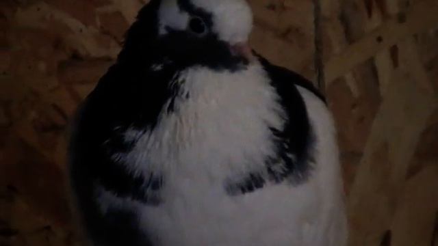 Чистопольские голуби 2019 смотреть онлайн