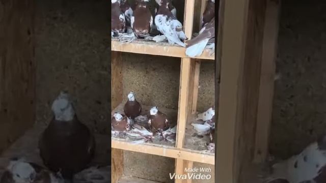 Узбекские голуби: капканы. смотреть онлайн