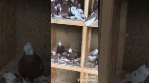Узбекские голуби: капканы.