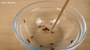 Новый эксперимент с Муравьями! Муравьи Жнецы разведчики! alex boyko