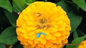 Цинния обыкновенная Еллоу ? обыкновенная цинния Еллоу обзор: как сажать, семена циннии Еллоу