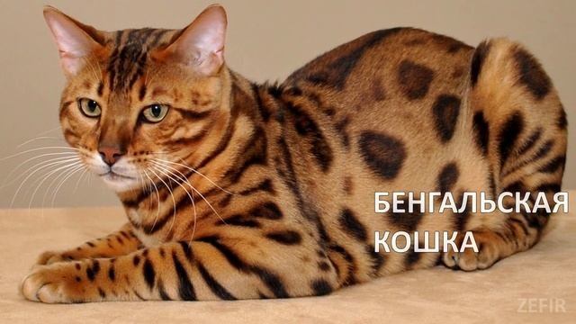 РЕДКИЕ ПОРОДЫ КОШЕК (узнай новое)