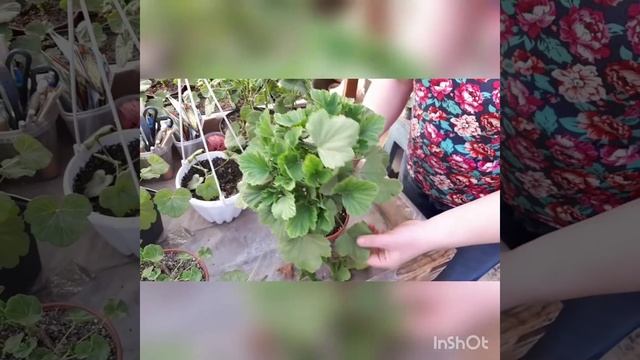 Результаты обрезки и укоренения пеларгоний. смотреть онлайн
