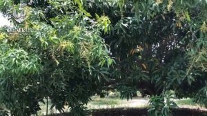 ПЛАНТАЦИЯ МАНГО ПОД ПЕРЕРАБОТКУ И ПРОИЗВОДСТВО НАТУРАЛЬНЫХ ЭКЗОТИЧЕСКИХ СУХОФРУКТОВ ( ВЬЕТНАМ )