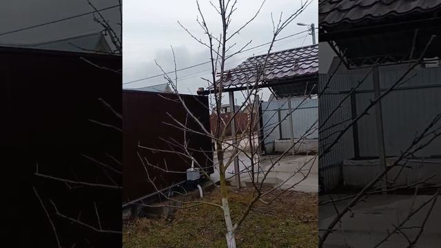 Острая развилка на яблони - то плачевный результат для дерева #обрезка сада #обрезкаплодовых   ПОСЛЕ