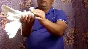 Голуби КЗ . Бусые / Сиреневые / Селекционные голуби ( Хасан Касымов , г.Алматы , Казахстан )