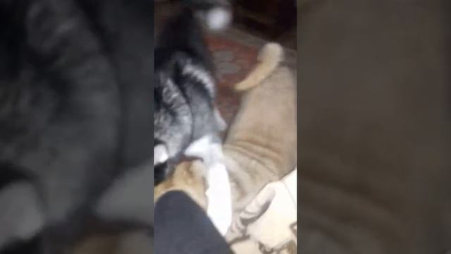 Хаски против Шарпея смотреть онлайн