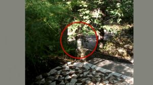 НАЙДИ КОТА! ? Попробуй найди кота на картинке | БУДЬ В КУРСЕ TV