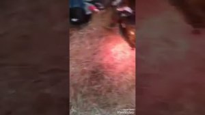 Зимний утятник курятник своими руками. Удобно и просто.