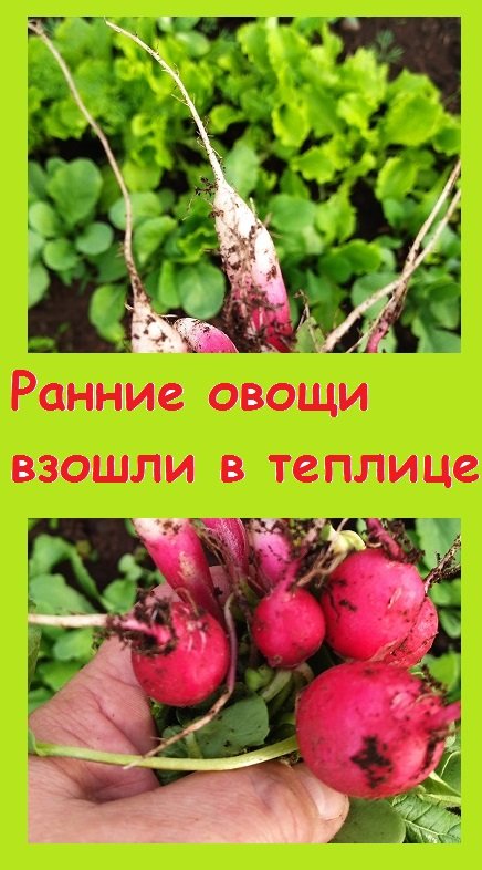 Овощи, посеянные ПОД СНЕГ В ТЕПЛИЦЕ, уже взошли, хотя на огороде еще сугробы и холод!