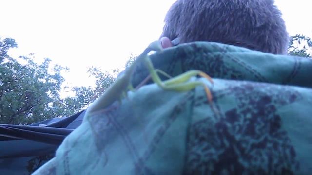 Богомол на Фиоленте Крым 2016 смотреть онлайн