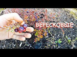 ВЕРЕСКОВЫЕ  В САДУ (ГОЛУБИКА, БРУСНИКА, КЛЮКВА) // +СМОРОДИНА // САЖЕНЦЫ