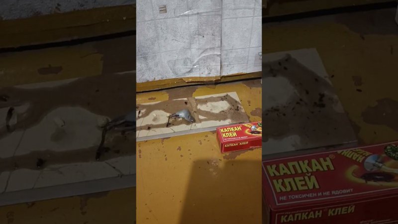 Грызуны тревожат мой сон! Дача. Часть 2.