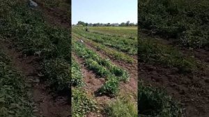 Как происходит уборка гороха в стручках