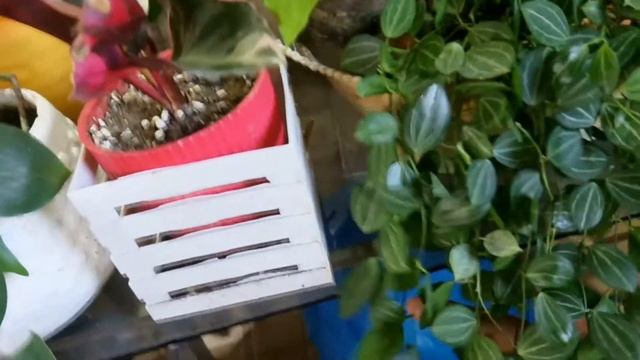 Dischidia Ovata || Dischidia Oiantha plant care @passion at60 смотреть онлайн