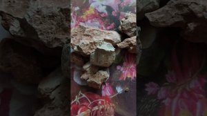 Глина Орчанка