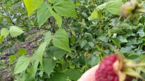 Ремонтантная малина " Самохвал". Ленинградская область.