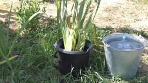 Ирис болотный