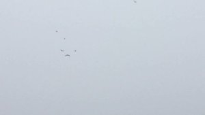 #Pigeons.Почему голубки падают на крыло и что делать.