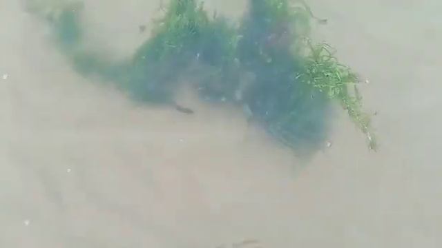 #морскаякапуста#каспийскоеморе