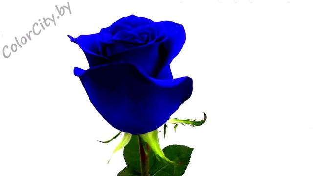 Синие розы Синяя роза смотреть онлайн