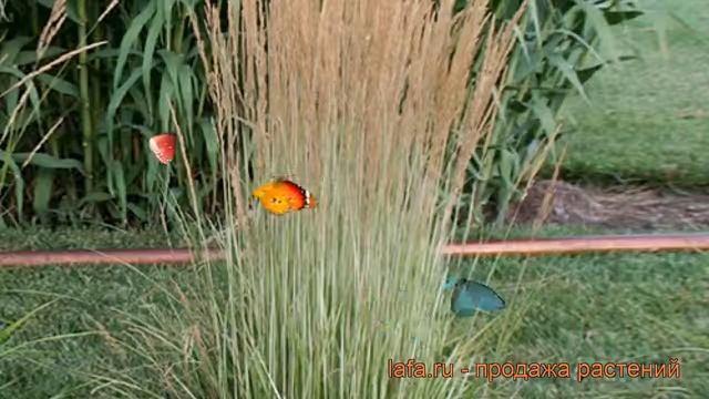 Вейник остроцветковый Аваланш ? обзор: как сажать, саженцы вейника Аваланш смотреть онлайн